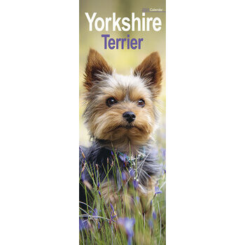 Calendrier 2024 Yorkshire terrier slim