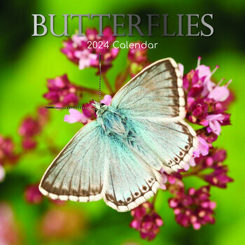 Calendrier 2024 Papillon Calendrier 2024 Papillon