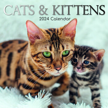 Calendrier 2024 Chat et chaton