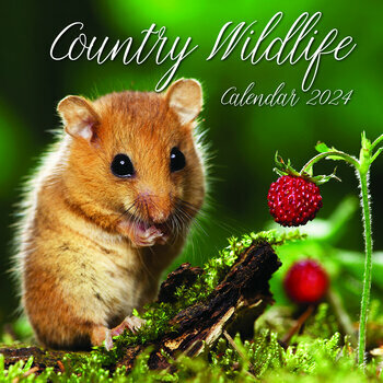Calendrier 2024 Animaux des forêts Calendrier 2024 Animaux des forêts