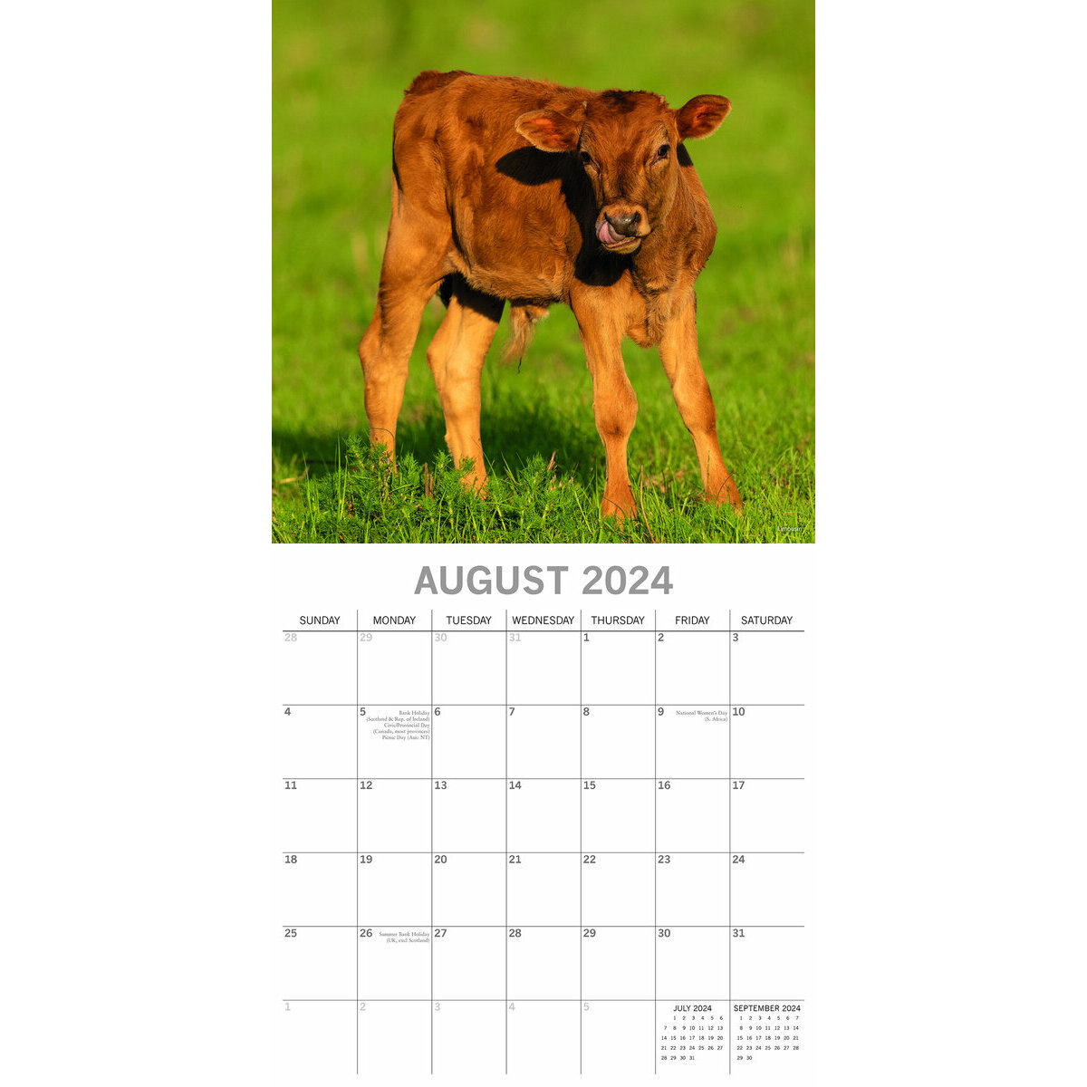 Calendrier 2024 Vache