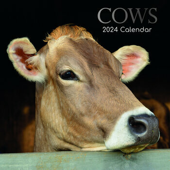 Calendrier 2024 Vache