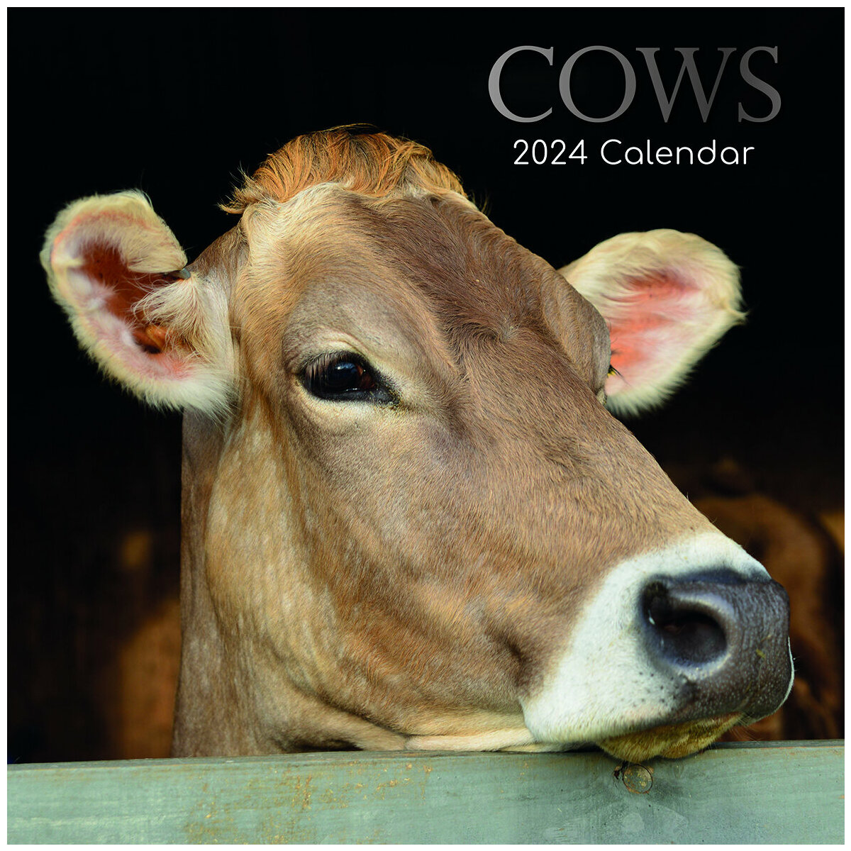 Calendrier 2024 Vache