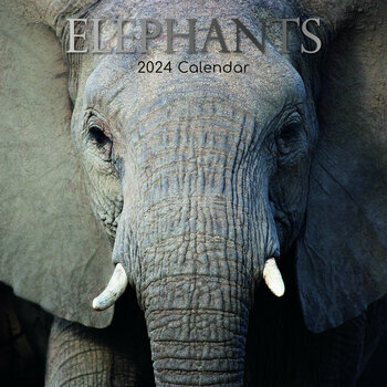 Calendrier 2024 Elephant