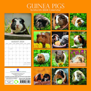 Calendrier 2024 Cochon d'Inde Calendrier 2024 Cochon d'Inde