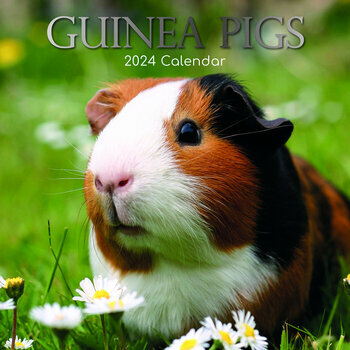 Calendrier 2024 Cochon d'Inde Calendrier 2024 Cochon d'Inde