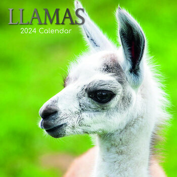 Calendrier 2024 Lama