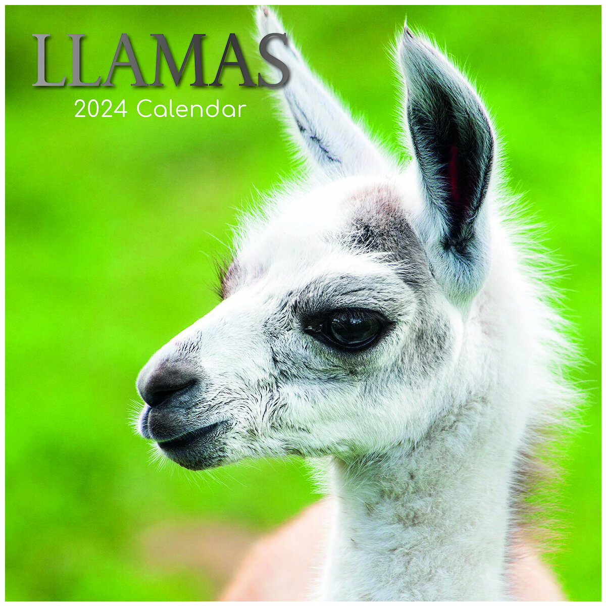 calendrier 2024 Lama