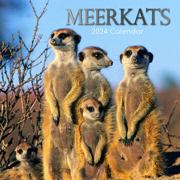 Calendrier 2024 Suricate Calendrier 2024 Suricate