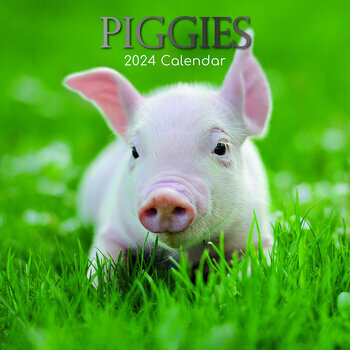 Calendrier 2024 Cochon Porcelet