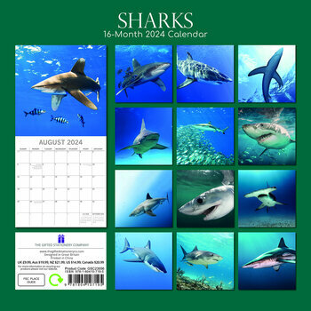 Calendrier 2024 Requin