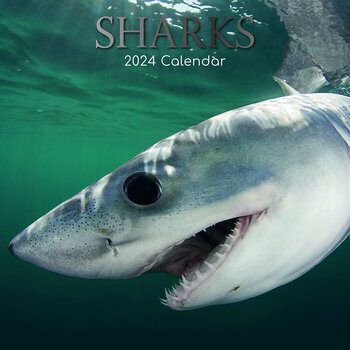 Calendrier 2024 Requin