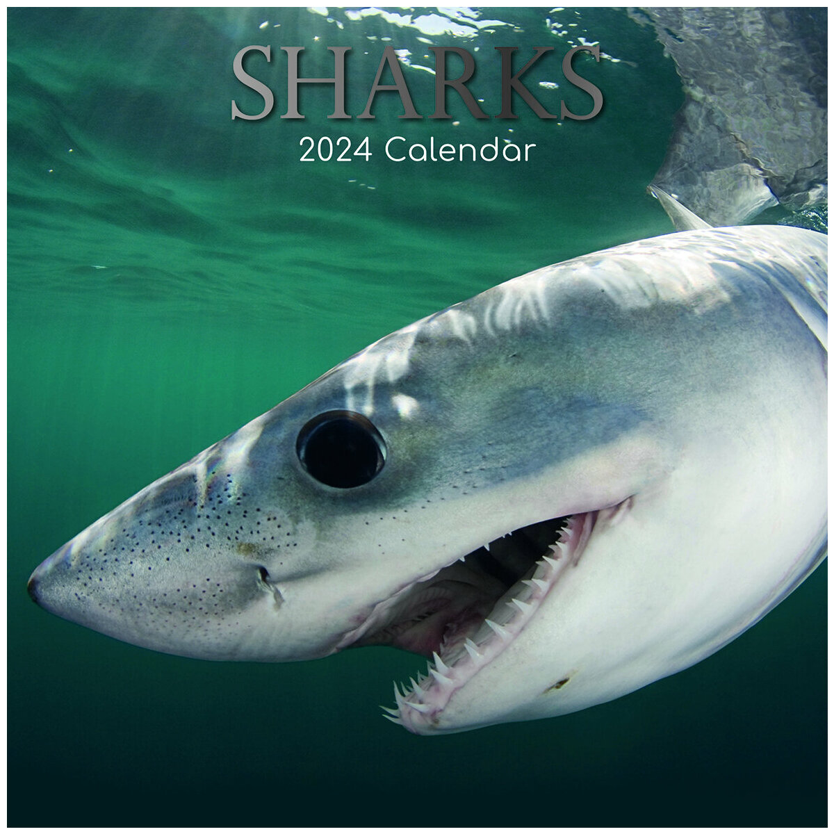 Calendrier 2024 Requin