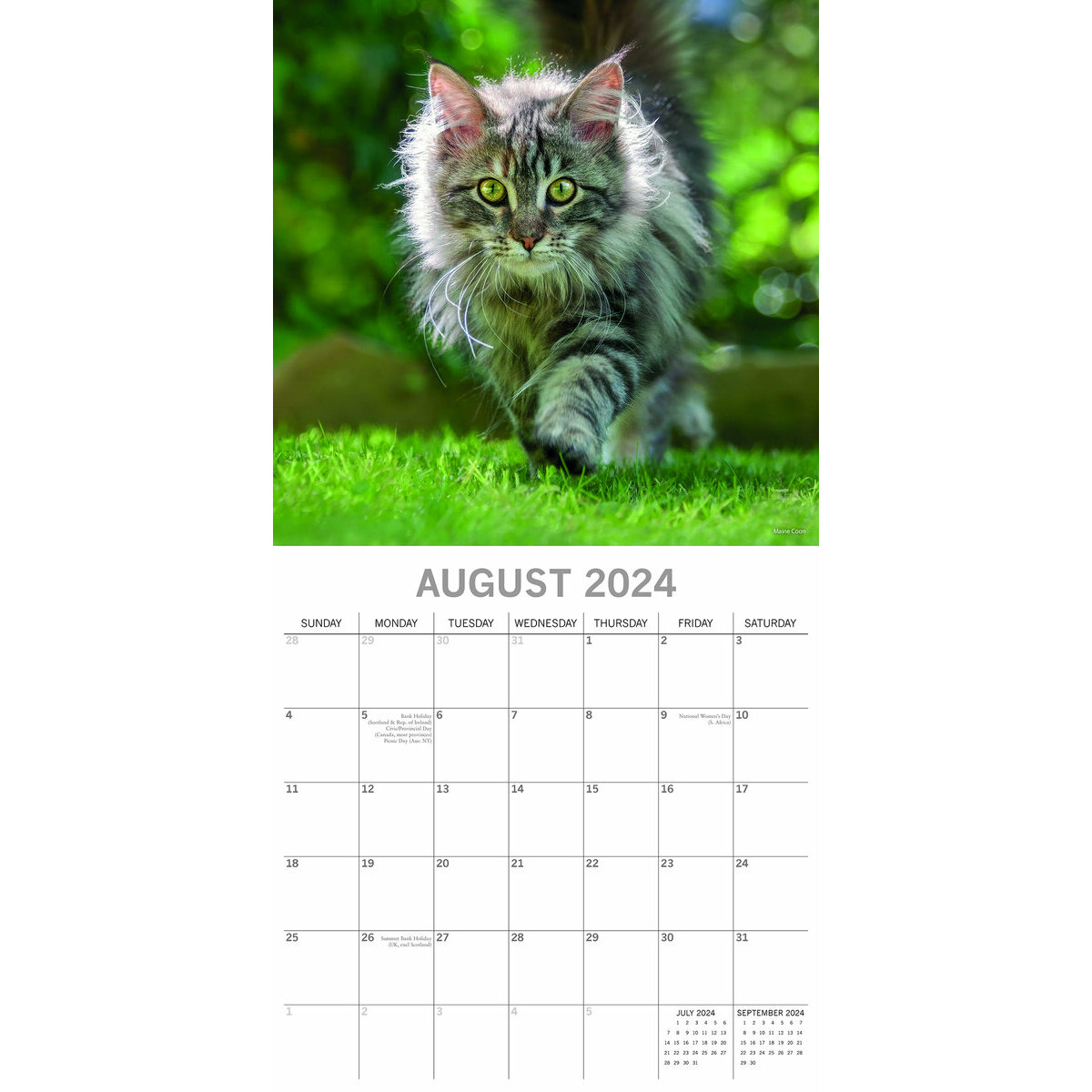 Calendrier 2024 Chat de race