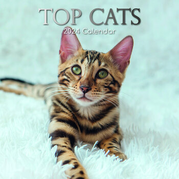 Calendrier 2024 Chat de race Calendrier 2024 Chat de race