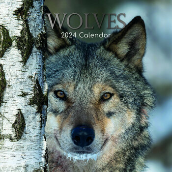 Calendrier 2024 Loup