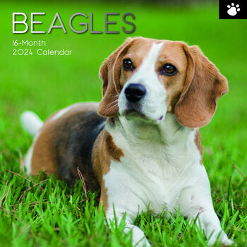 Calendrier 2024 Beagle