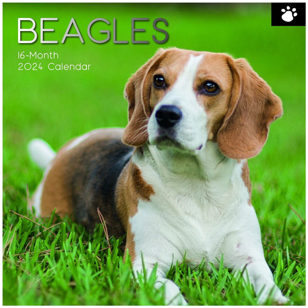 calendrier Beagle 2024