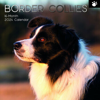 Calendrier 2024 Border collie Calendrier 2024 Border collie