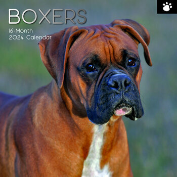 Calendrier 2024 Boxer Calendrier 2024 Boxer
