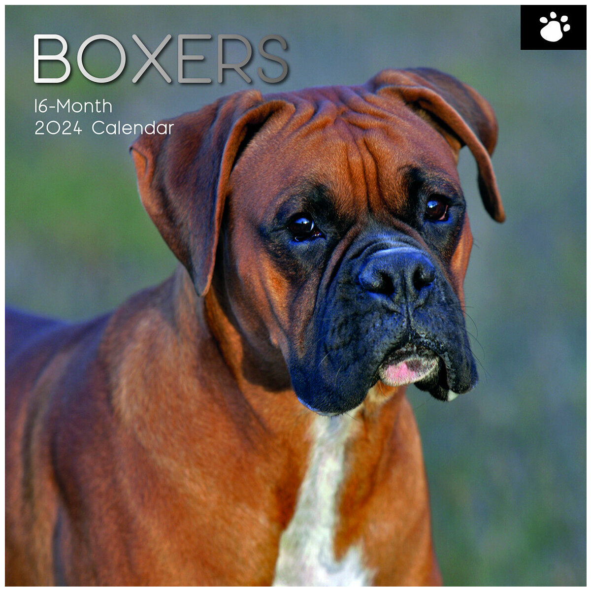 calendrier Boxer 2024