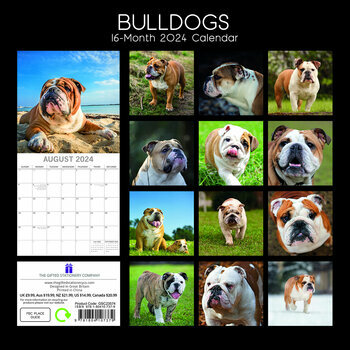 Calendrier 2024 Bulldog anglais Calendrier 2024 Bulldog anglais
