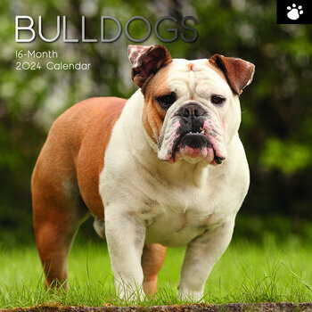 Calendrier 2024 Bulldog anglais Calendrier 2024 Bulldog anglais
