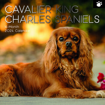 Calendrier 2024 Cavalier king charles