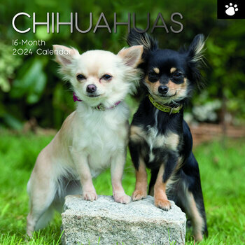 Calendrier 2024 Chihuahua