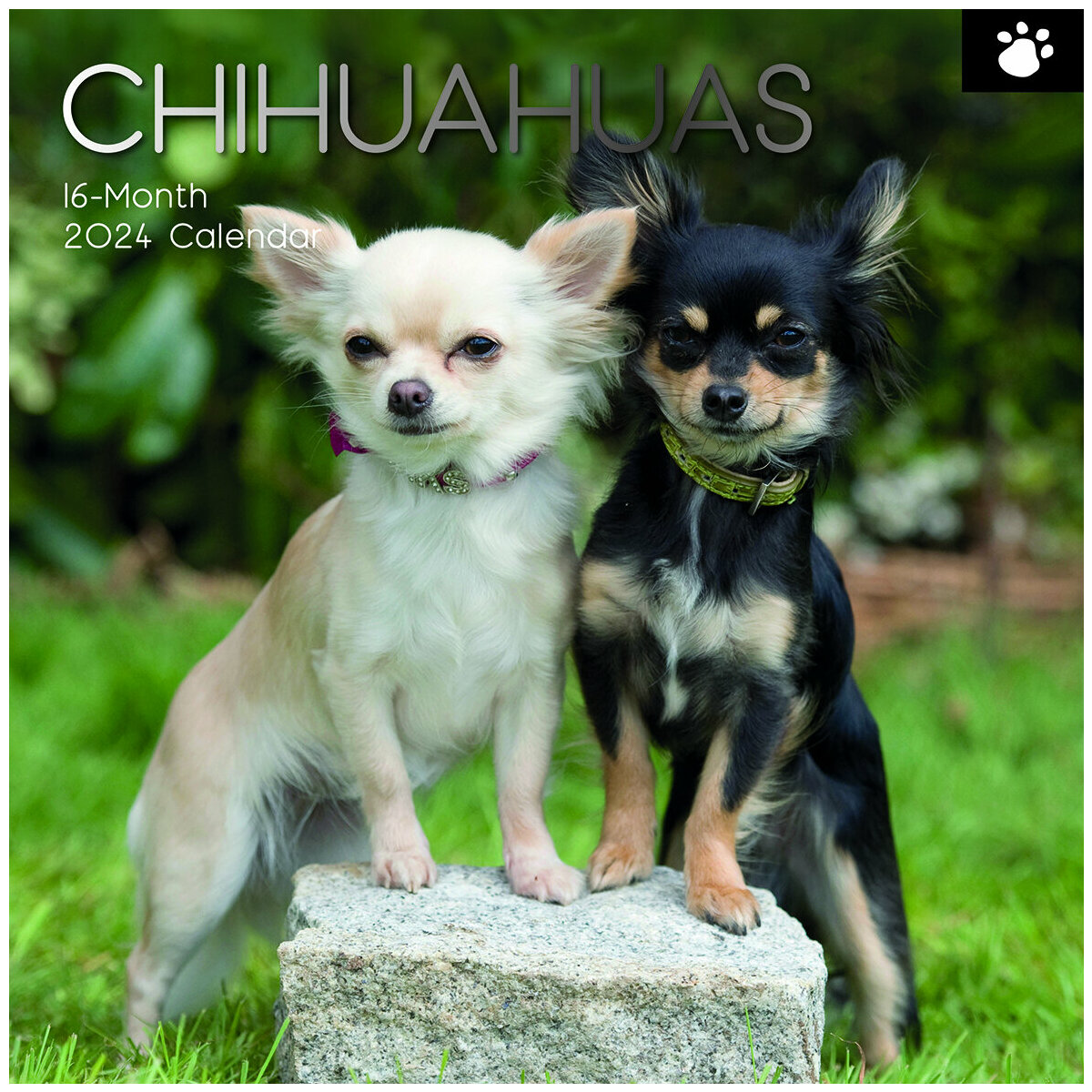 calendrier Chihuahua 2024