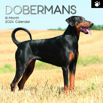 Calendrier 2024 Dobermann