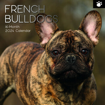 Calendrier 2024 Bouledogue français Calendrier 2024 Bouledogue français