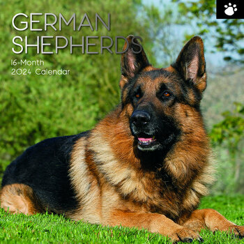 Calendrier 2024 Berger allemand Calendrier 2024 Berger allemand