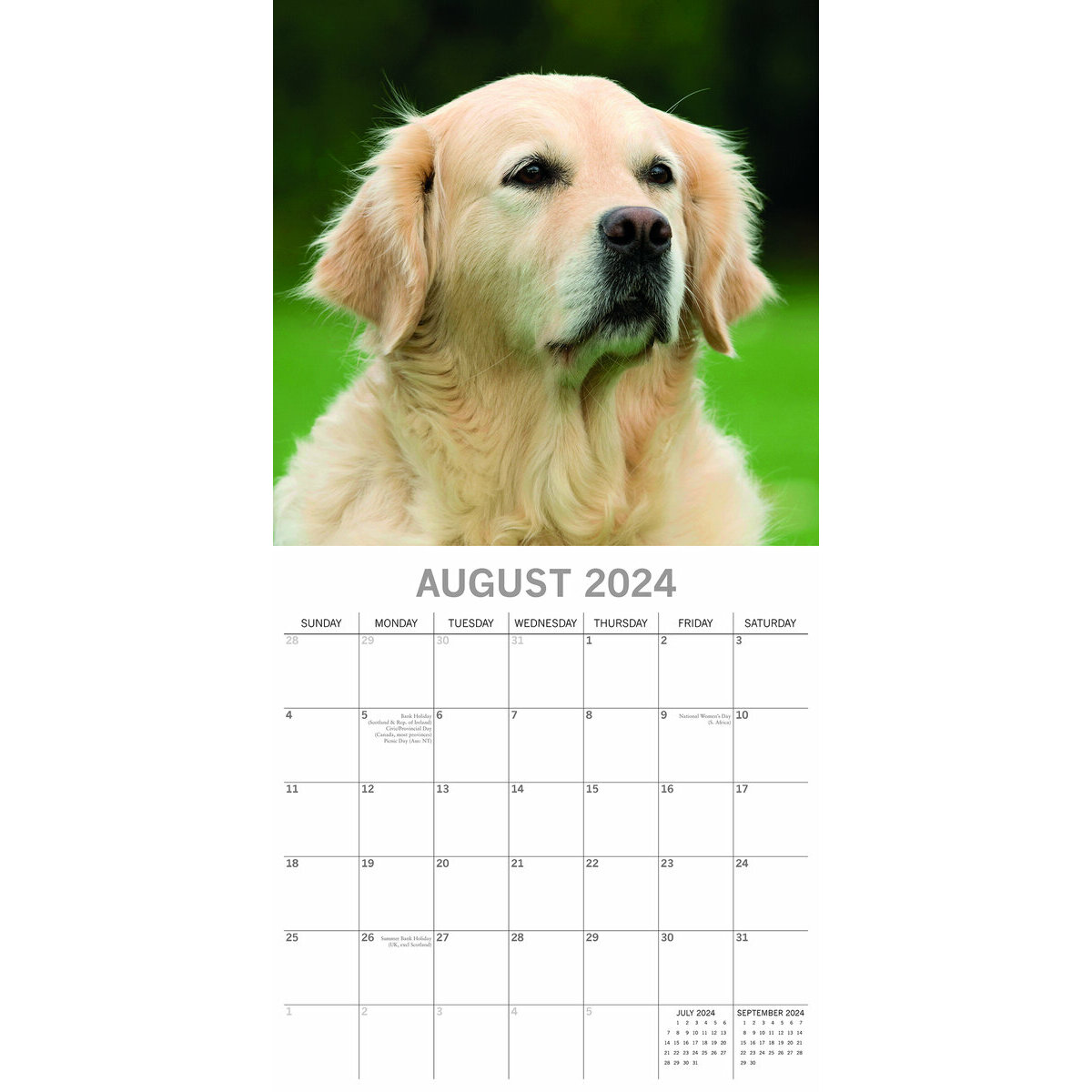 calendrier Golden retriever 2024