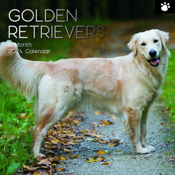 Calendrier 2024 Golden retriever