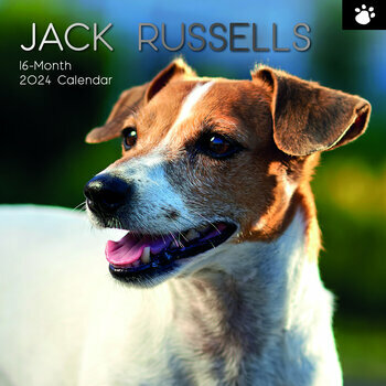 Calendrier 2024 Jack russell Calendrier 2024 Jack russell