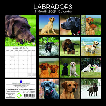 Calendrier 2024 Labrador 