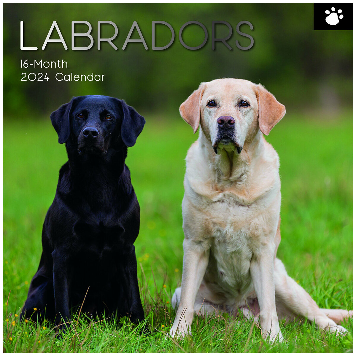 calendrier Labrador 2024