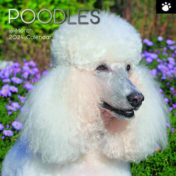 Calendrier 2024 Caniche Calendrier 2024 Caniche