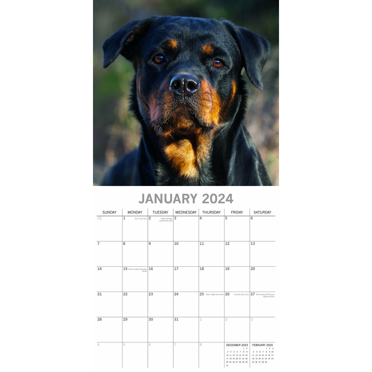 calendrier Rottweiler 2024