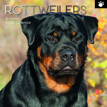Calendrier 2024 Rottweiler Calendrier 2024 Rottweiler
