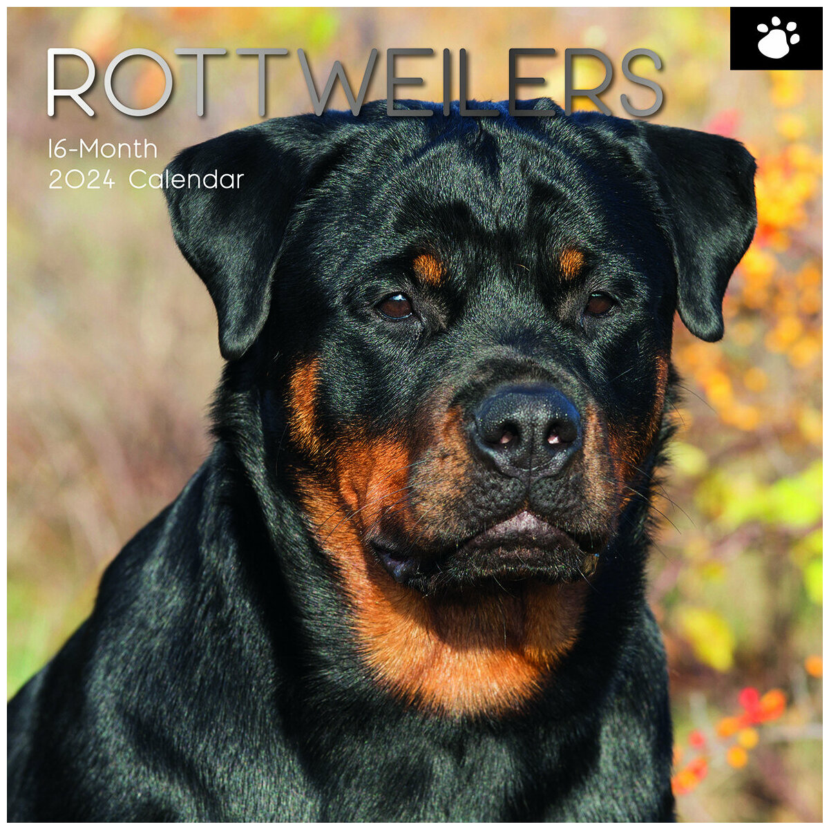 calendrier Rottweiler 2024