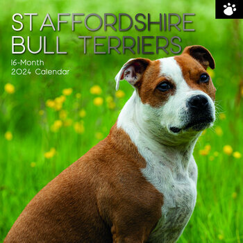 Calendrier 2024 Staffordshire bull terrier