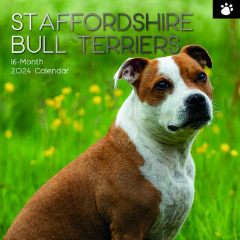 Calendrier 2024 Staffordshire bull terrier Calendrier 2024 Staffordshire bull terrier