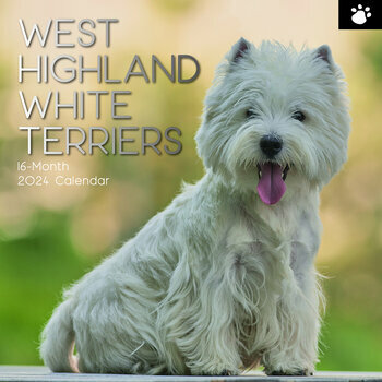 Calendrier 2024 West highland white terrier
