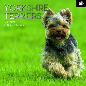 Calendrier 2024 Yorkshire terrier