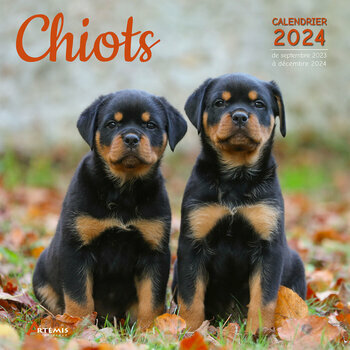 Calendrier 2024 Chiot