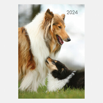 Agenda chien et chiot Colley 2024