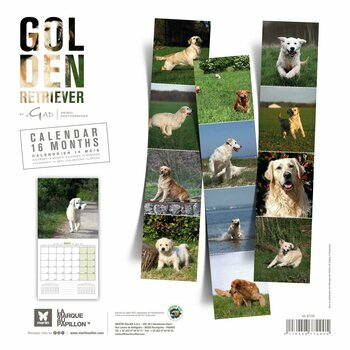 Calendrier 2024 Golden retriever