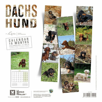 Calendrier 2024 Teckel Calendrier 2024 Teckel